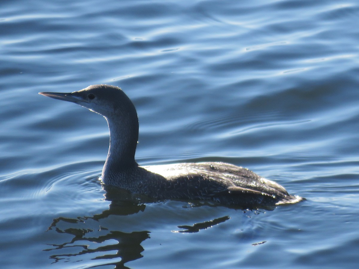 Red-throated Loon - ML612992930