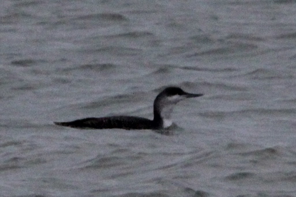 Red-throated Loon - ML612993523