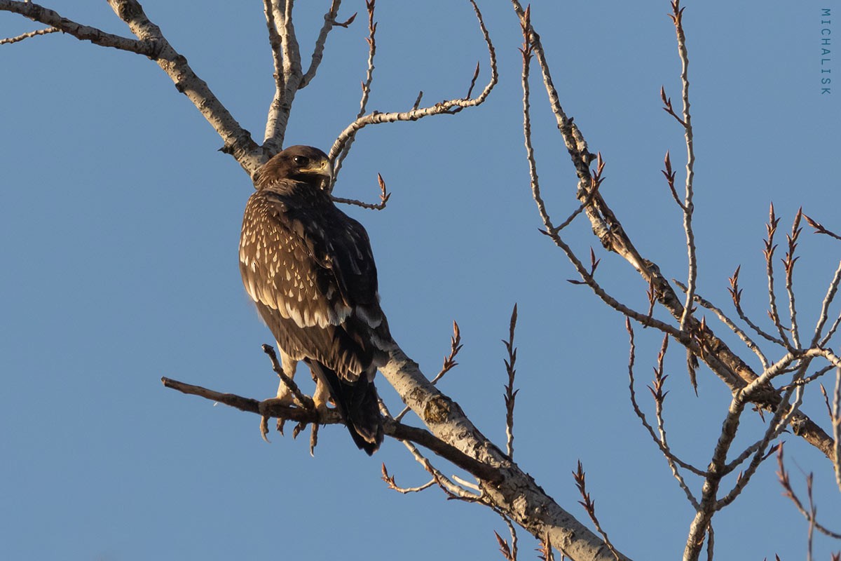 Greater Spotted Eagle - ML612993702