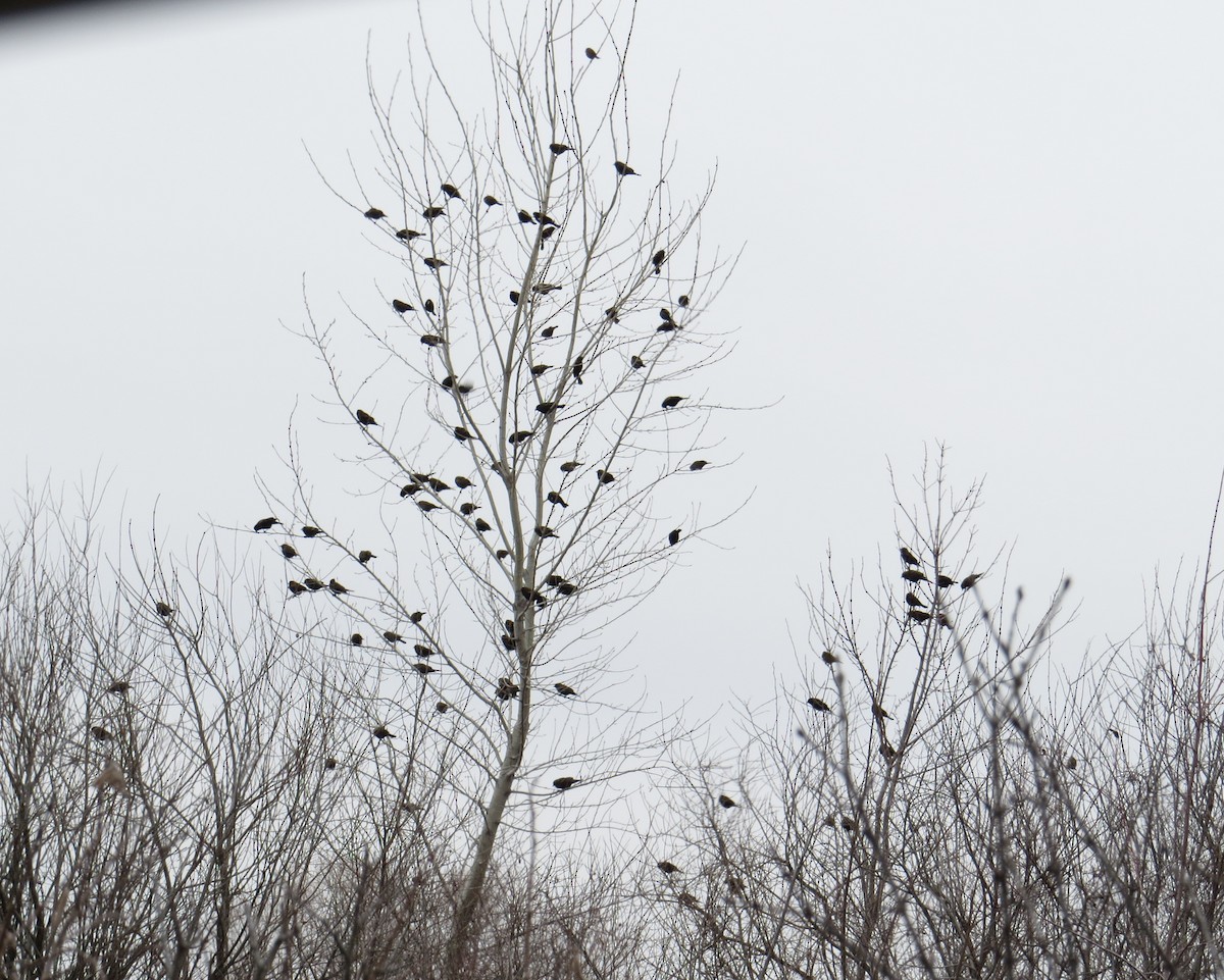 EBird Checklist 2 Jan 2024 370th Ave 6 Species   1200