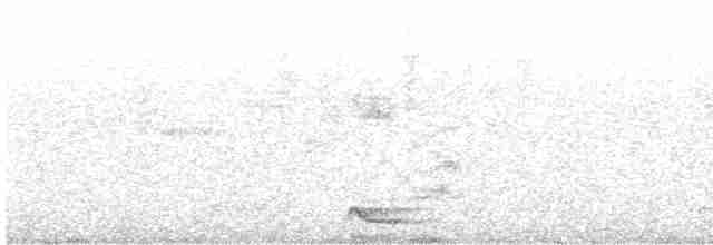 Black-tailed Oriole - ML612994112