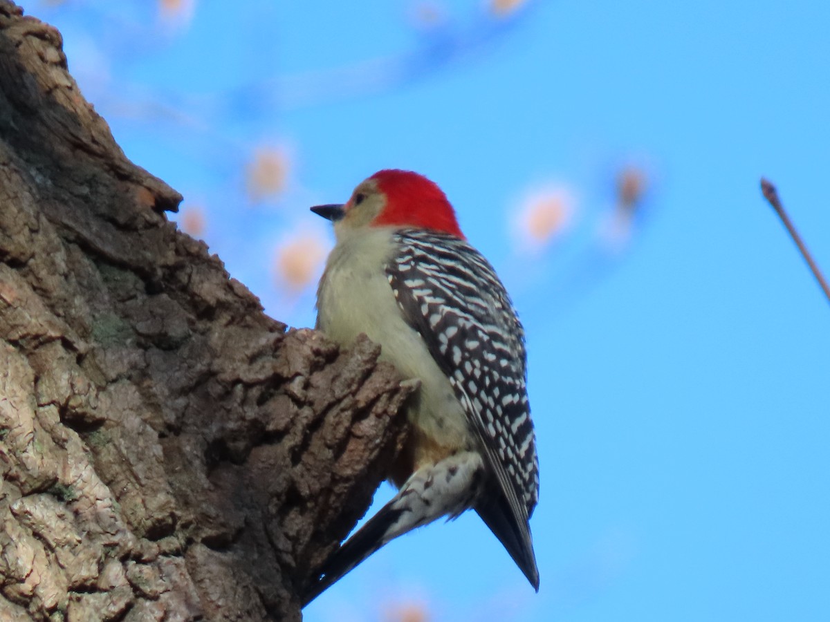 Red-bellied Woodpecker - ML612994287