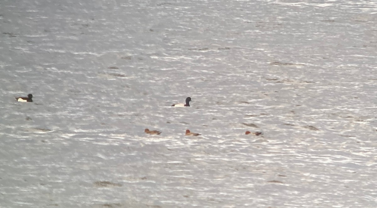 Greater Scaup - ML612994502