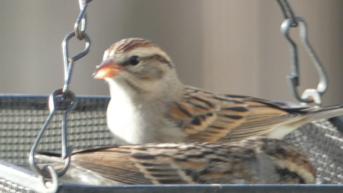 Chipping Sparrow - ML612994722
