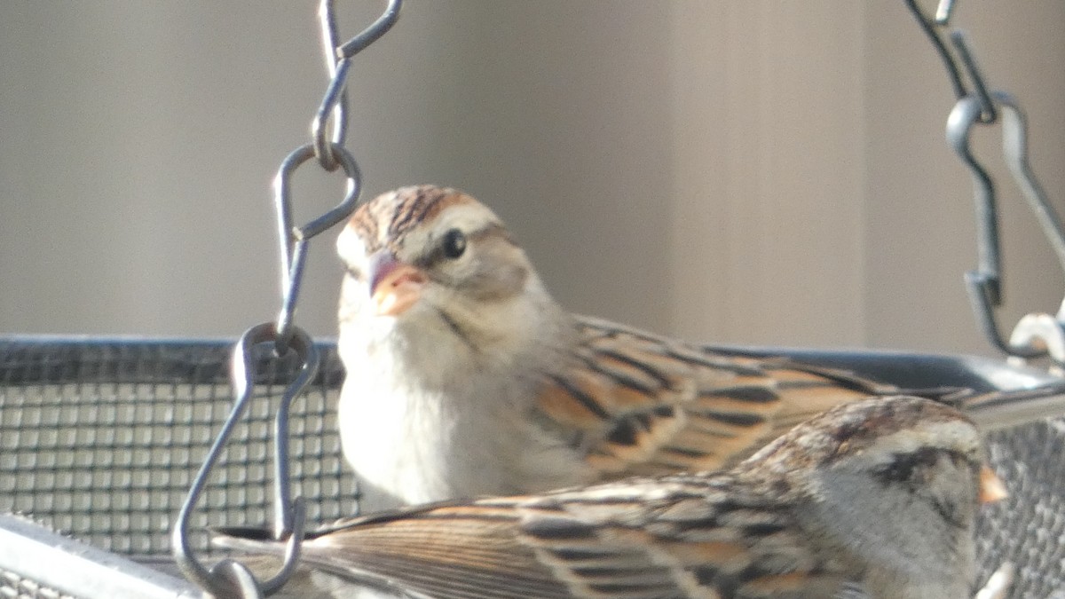 Chipping Sparrow - Elaine Pan