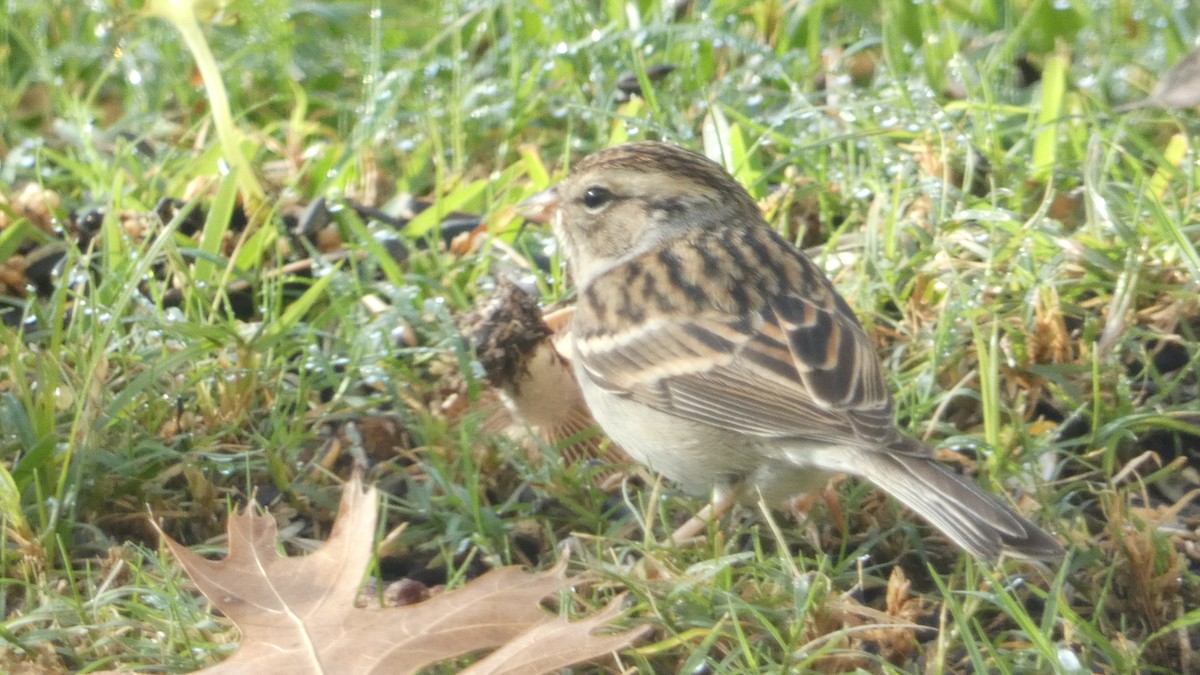 Chipping Sparrow - ML612994727