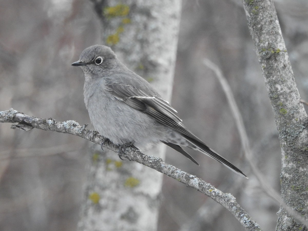 Townsend's Solitaire - ML612995057
