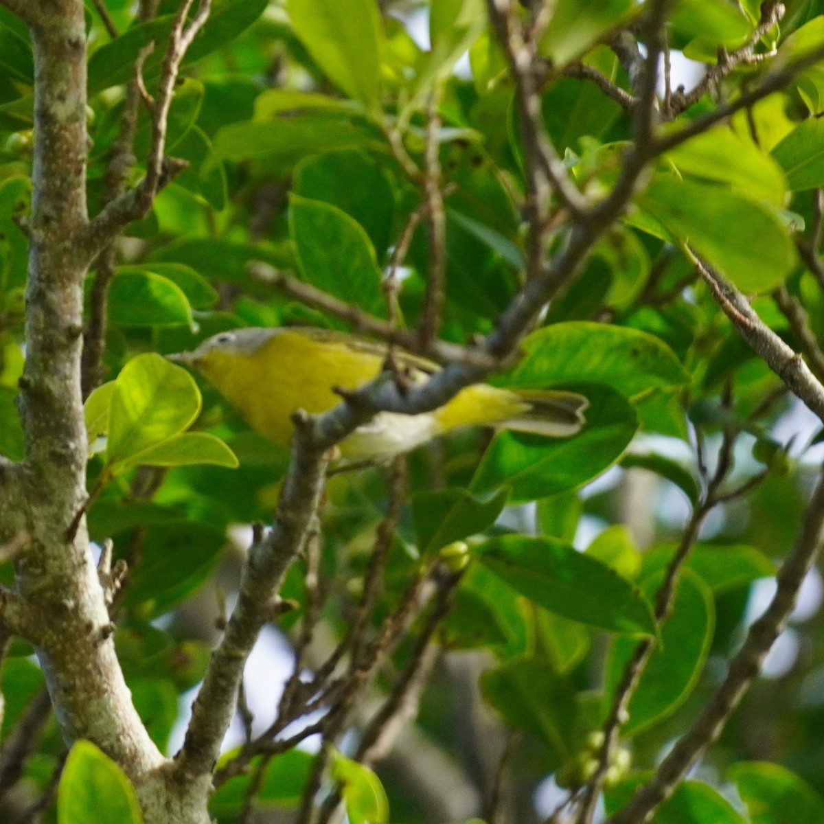 eBird Checklist 2 Jan 2024 Hammocks Community Park 33 species