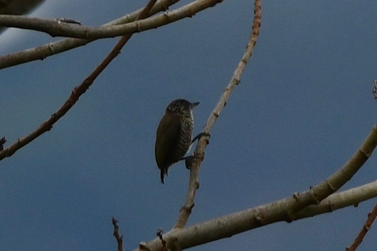Ocellated Piculet - ML612995524