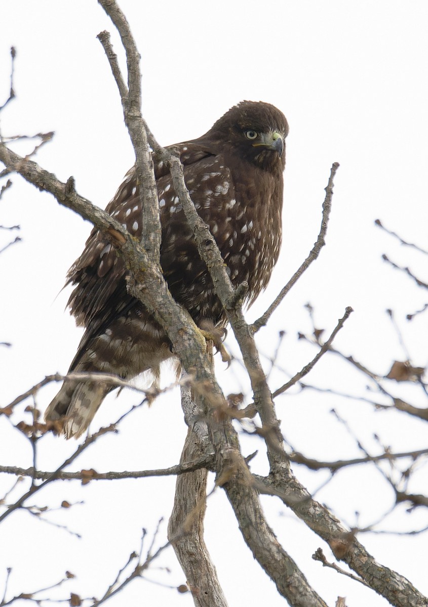 Red-tailed Hawk (Harlan's) - ML612995595