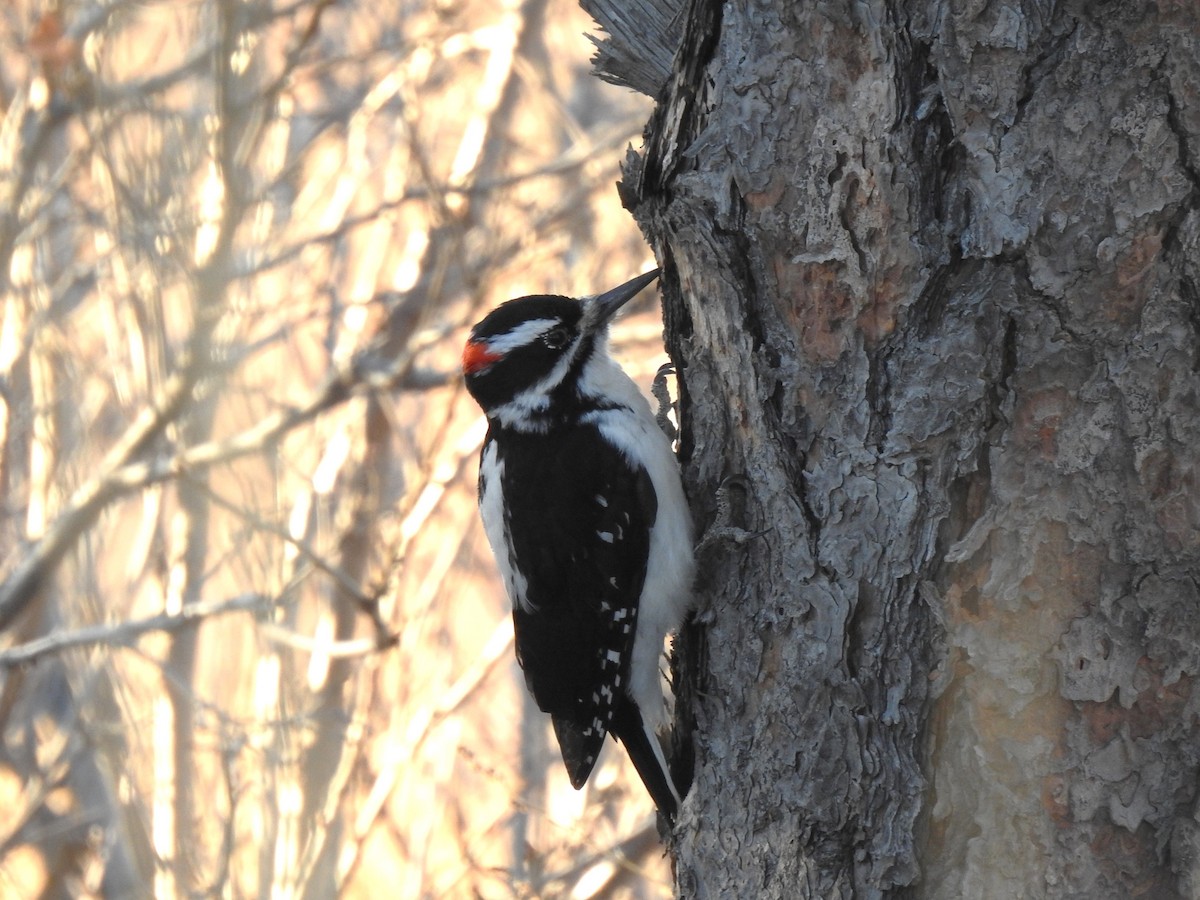 Hairy Woodpecker (Rocky Mts.) - ML612995861