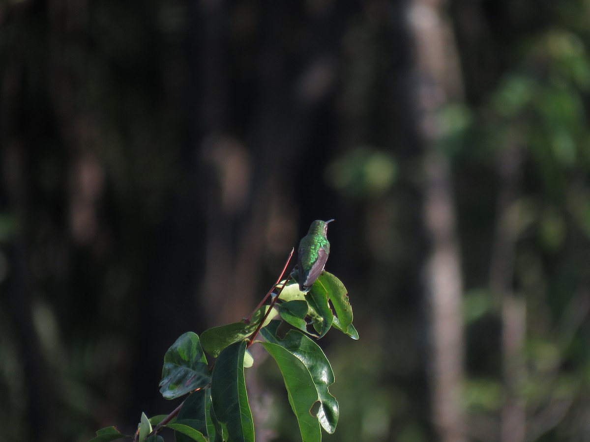 Green-tailed Goldenthroat - ML612996211