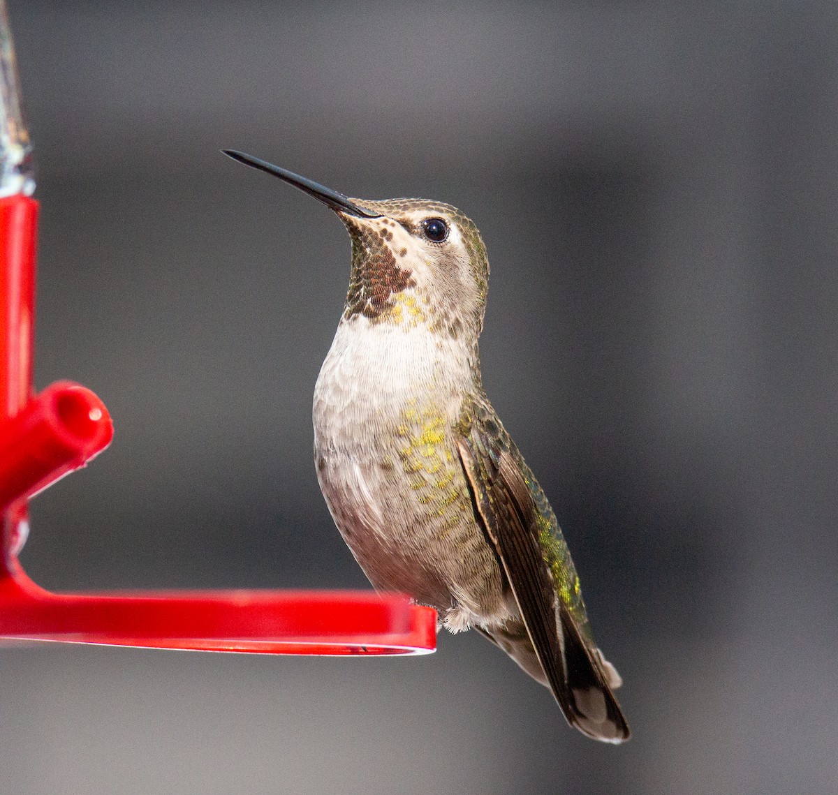 eBird Checklist - 2 Jan 2024 - Coronado Bird Block - 9 species