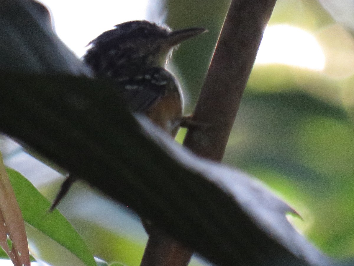 Imeri Warbling-Antbird - Oswaldo Cortes Bogota Birding