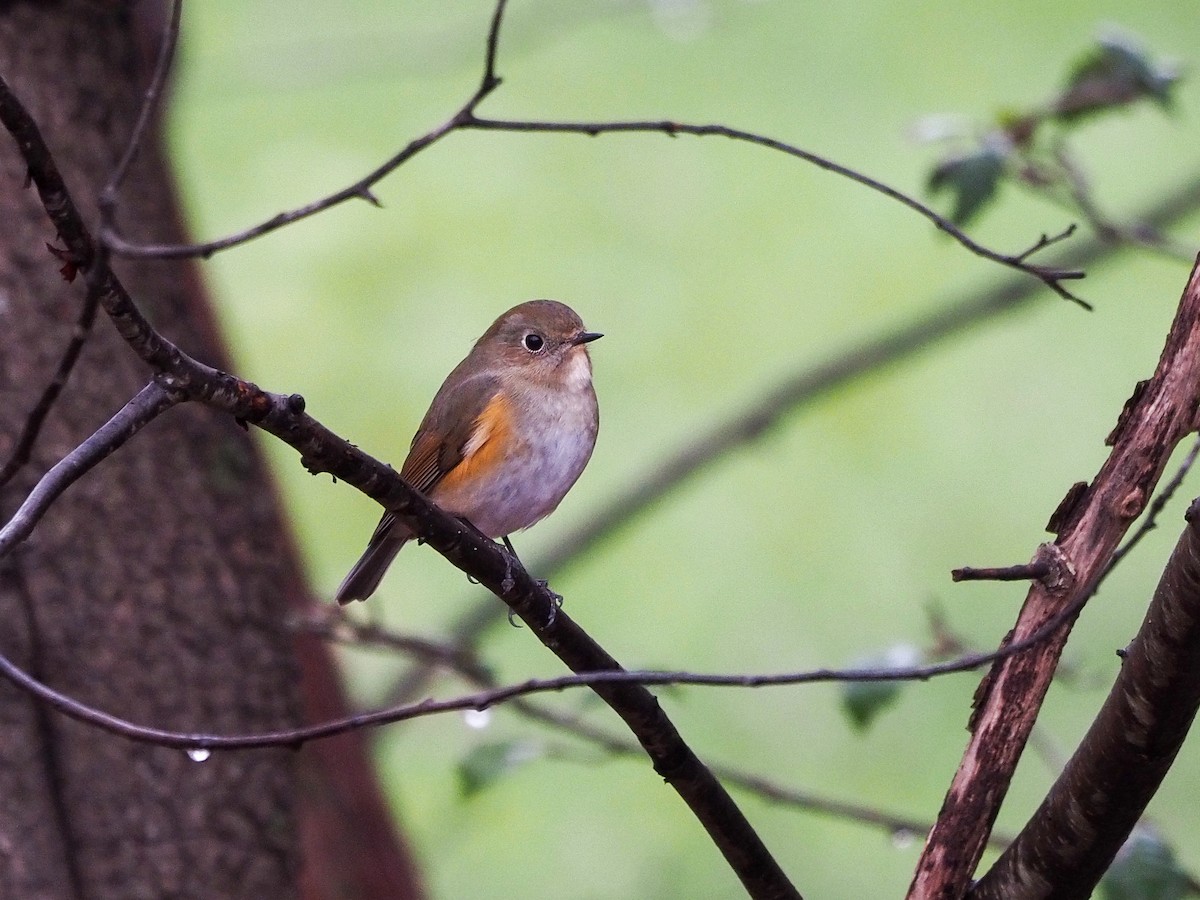 Red-flanked Bluetail - ML612996874