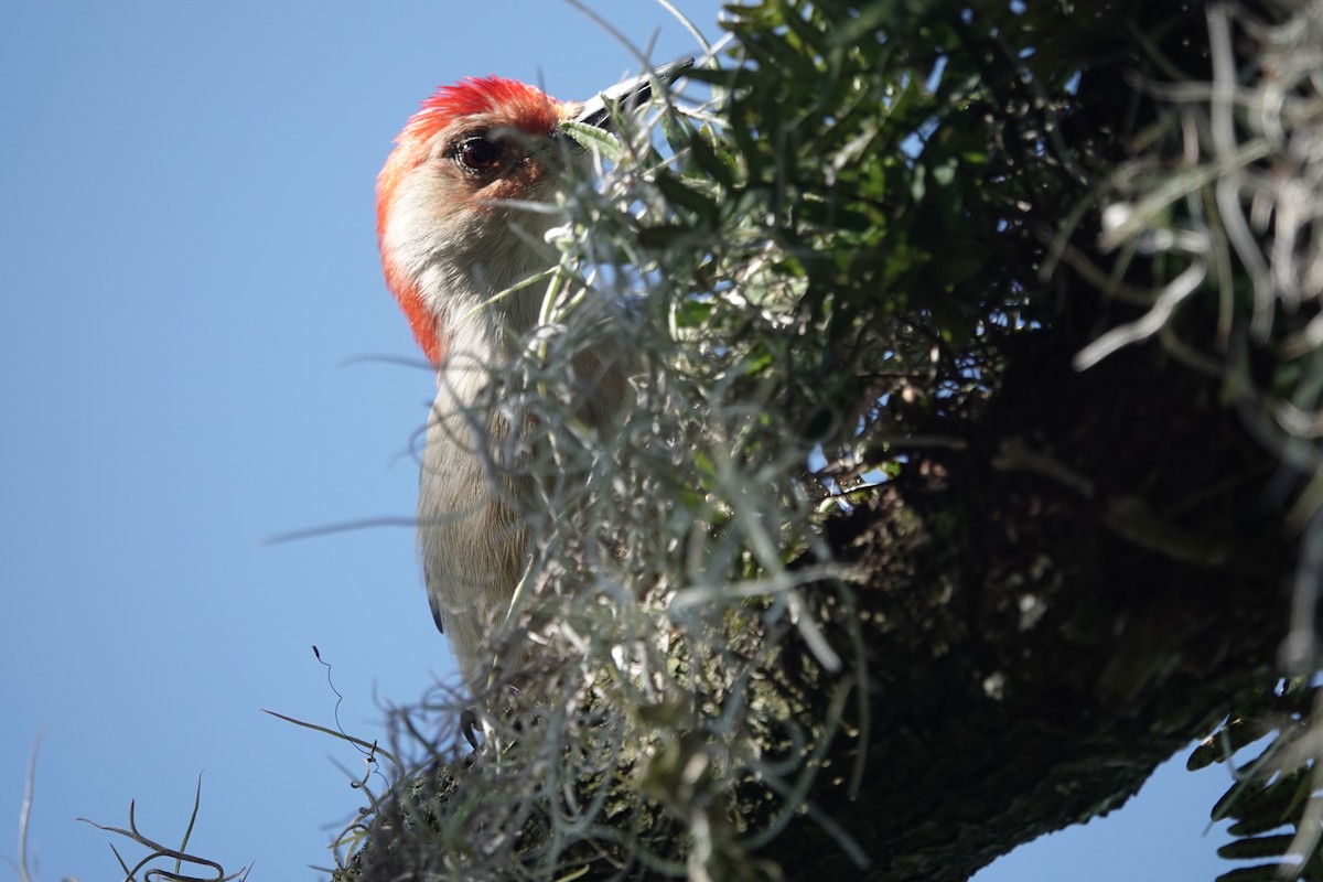 Red-bellied Woodpecker - ML612997100