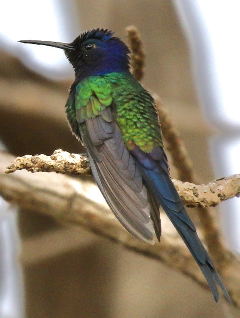 Swallow-tailed Hummingbird - ML612997337