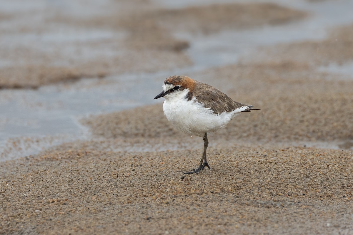 Red-capped Plover - ML612997703