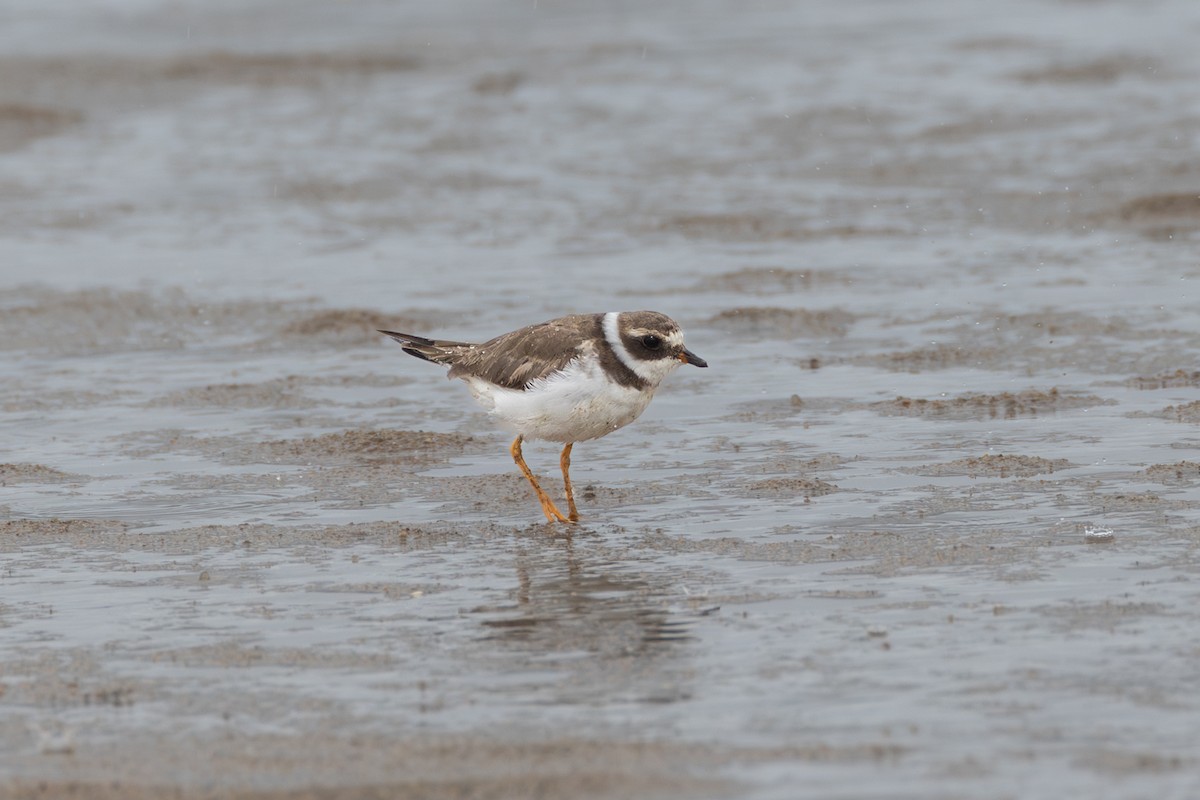 Semipalmated Plover - ML612997723
