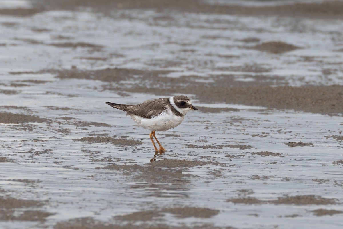 Semipalmated Plover - ML612997724