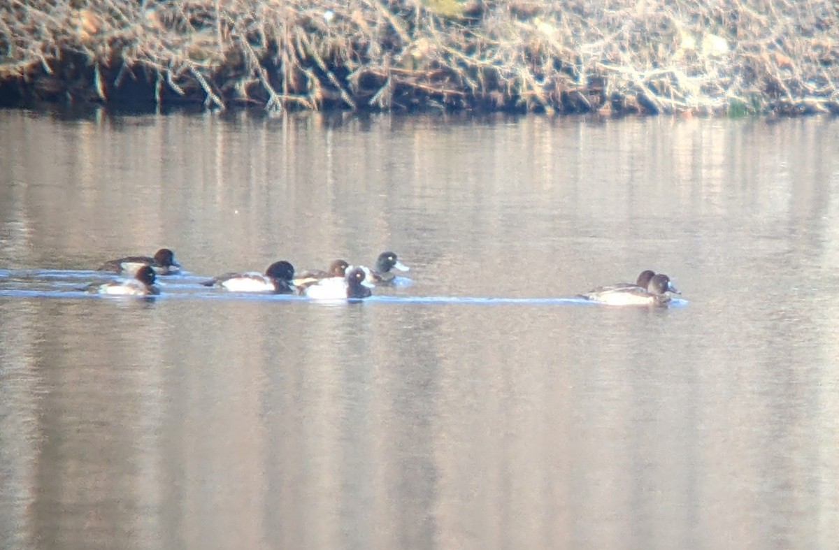 Greater Scaup - ML612998222