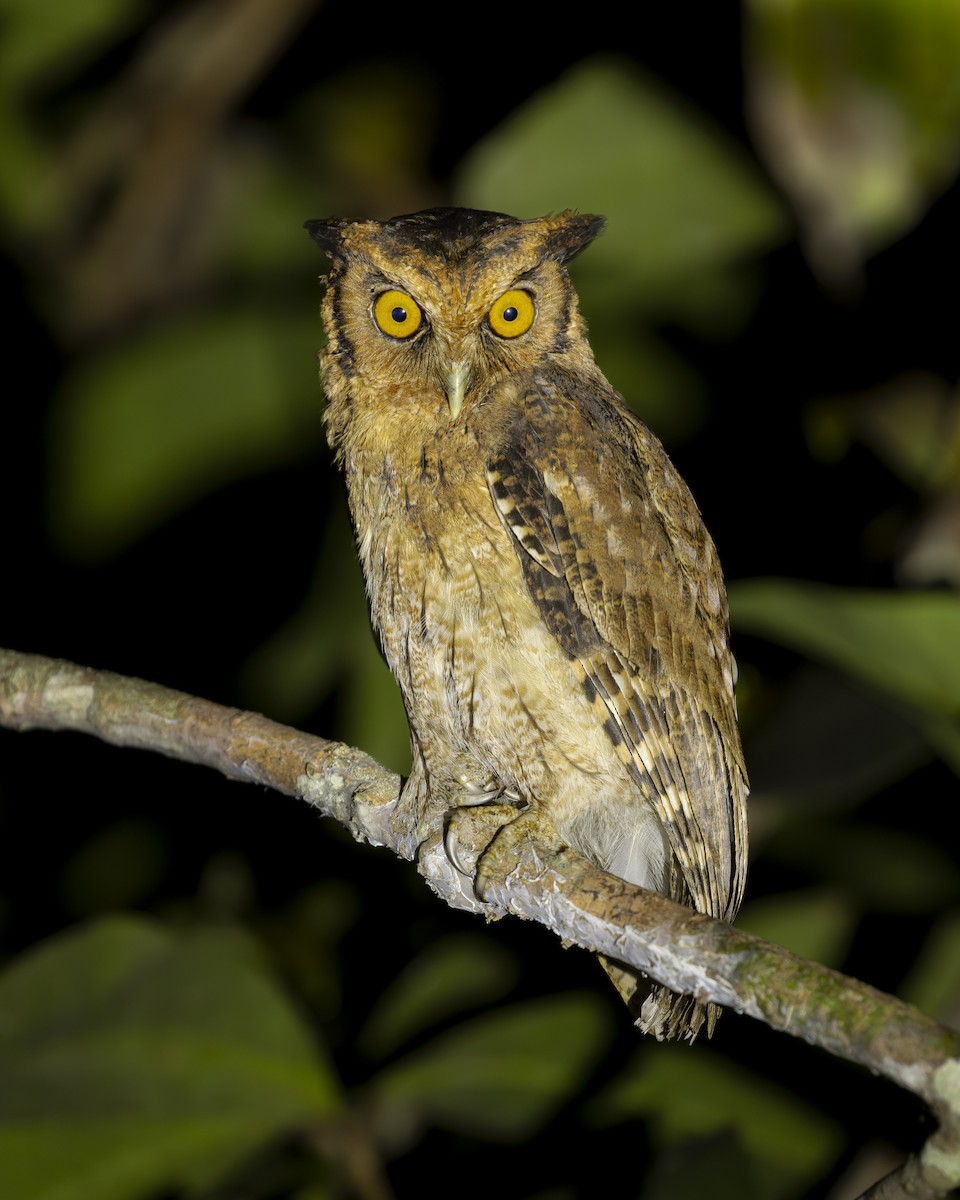 Tawny-bellied Screech-Owl - ML612999281