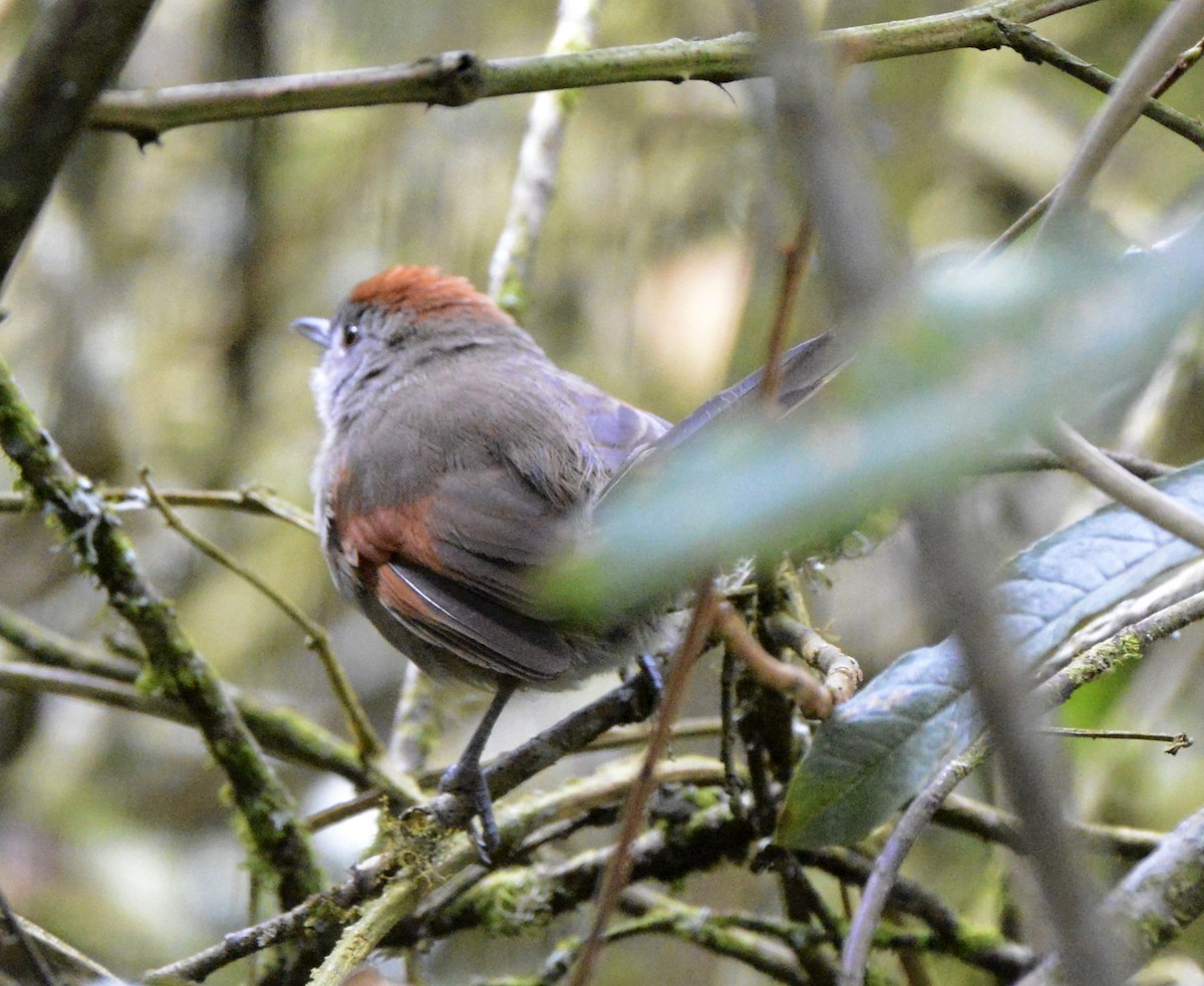 Silvery-throated Spinetail - ML612999806
