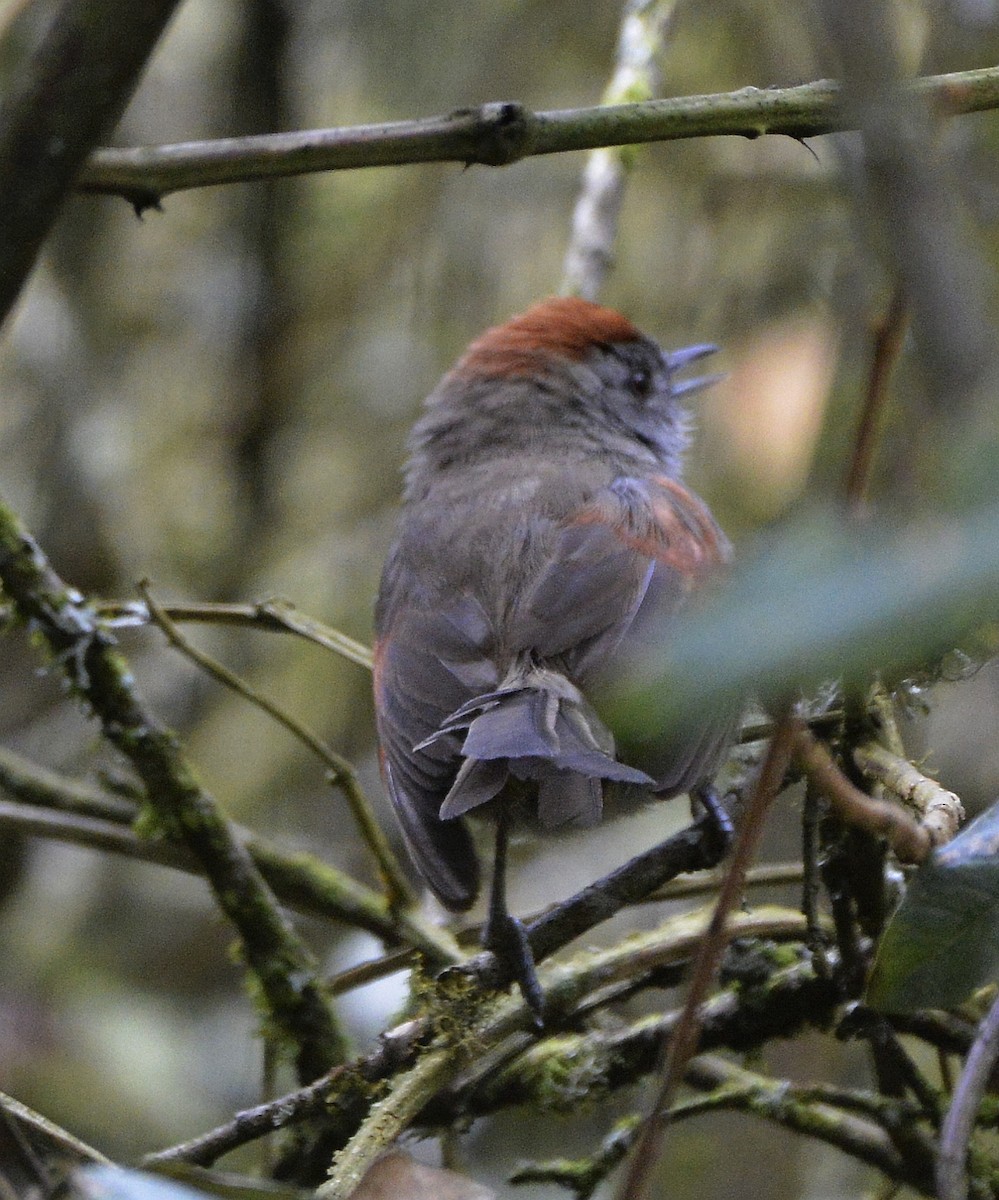 Silvery-throated Spinetail - ML612999807