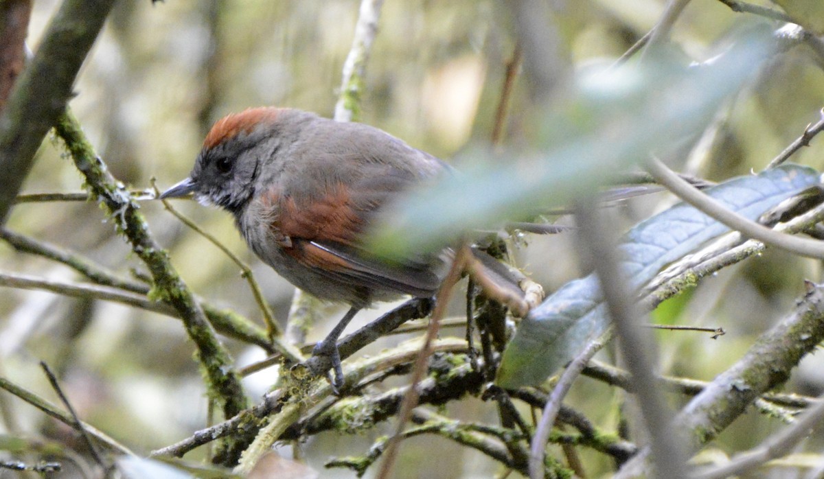 Silvery-throated Spinetail - ML612999808