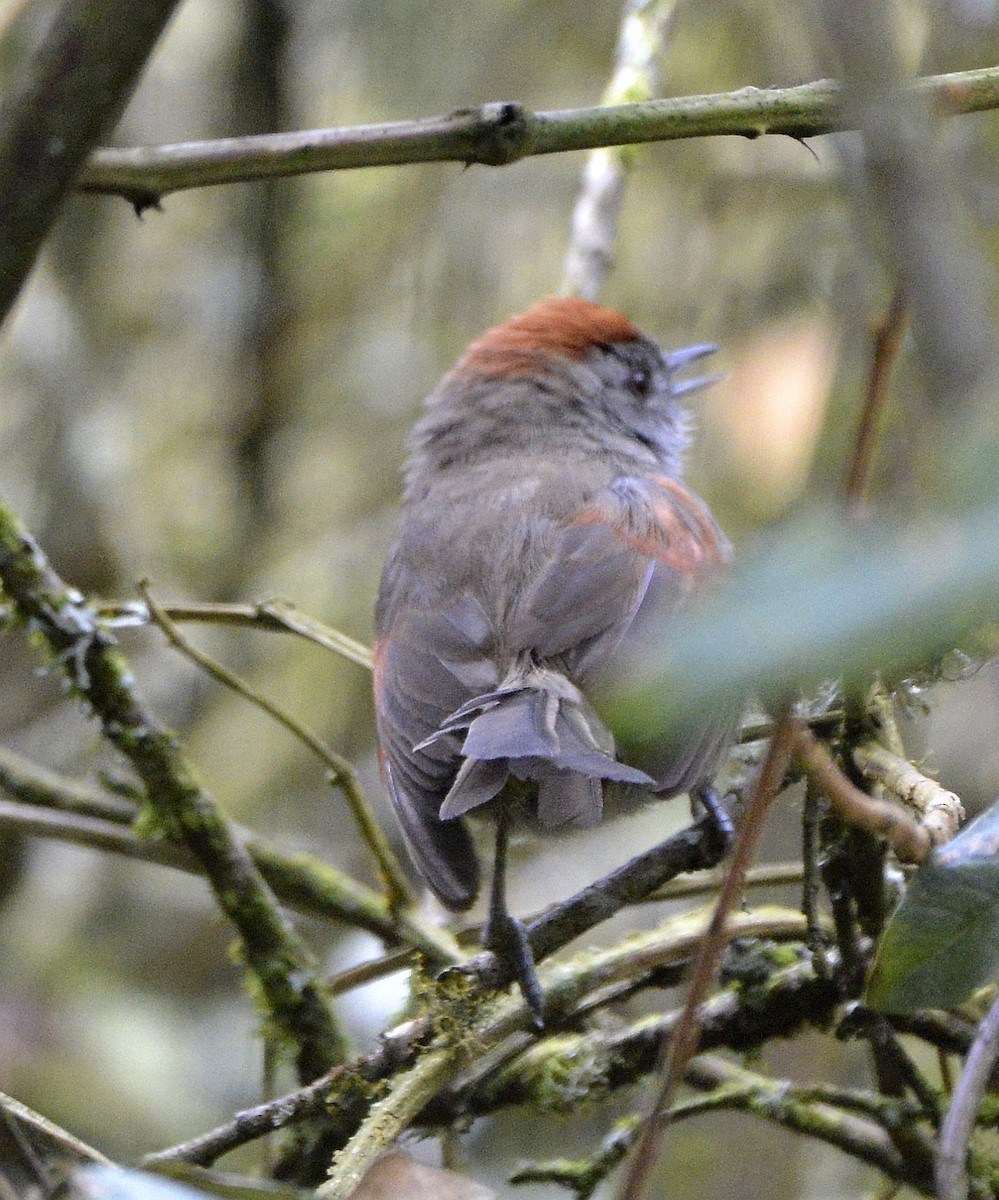Silvery-throated Spinetail - ML612999809