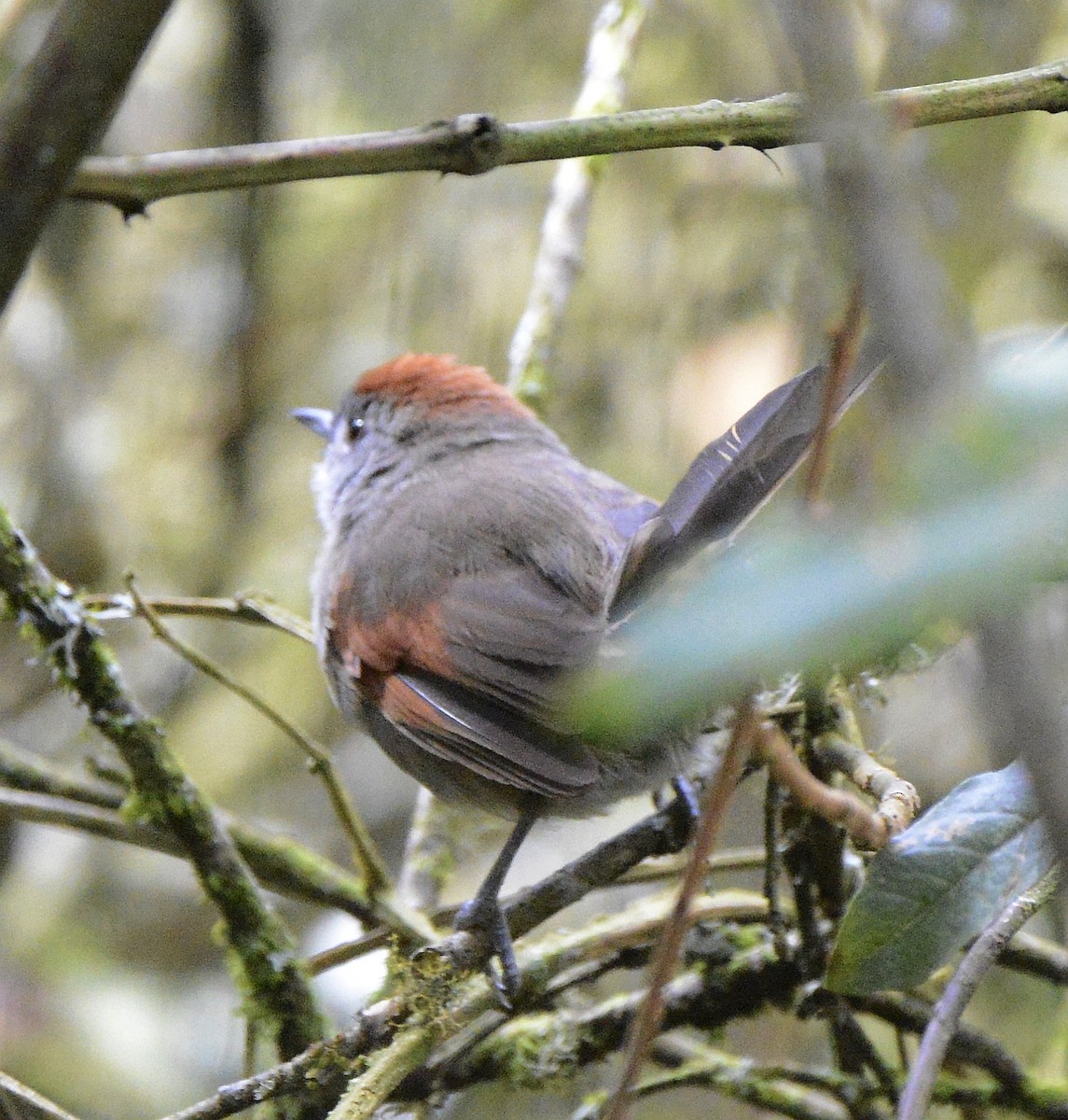 Silvery-throated Spinetail - ML612999810