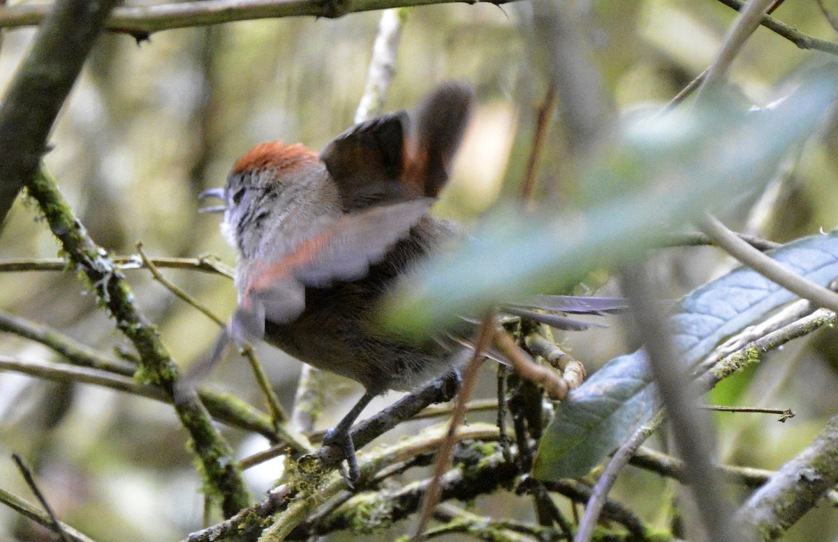 Silvery-throated Spinetail - ML612999811