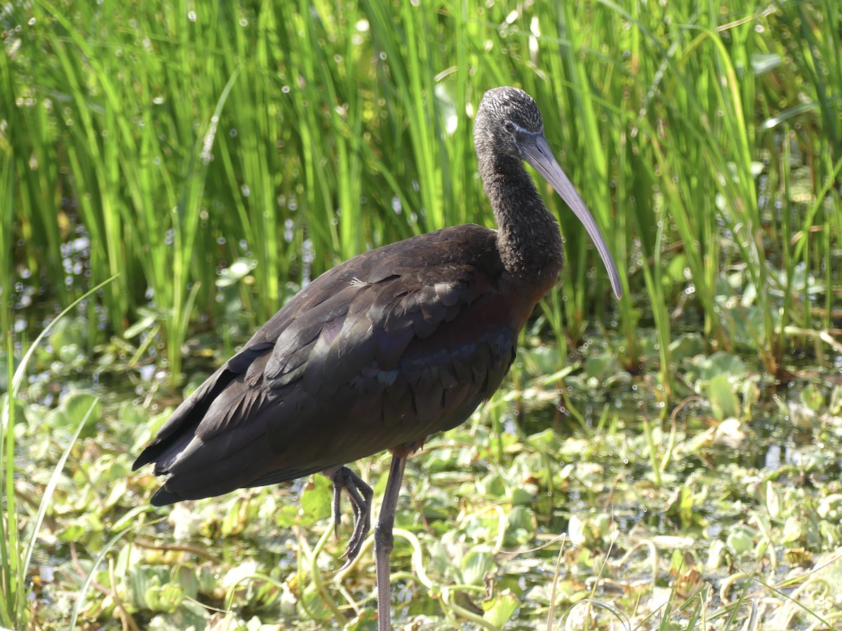 ibis hnědý - ML612999839