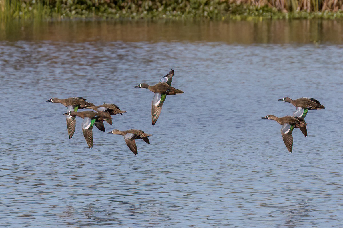 Blue-winged Teal - ML613000422