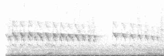 Grauschwanz-Dickichtschlüpfer - ML613000520