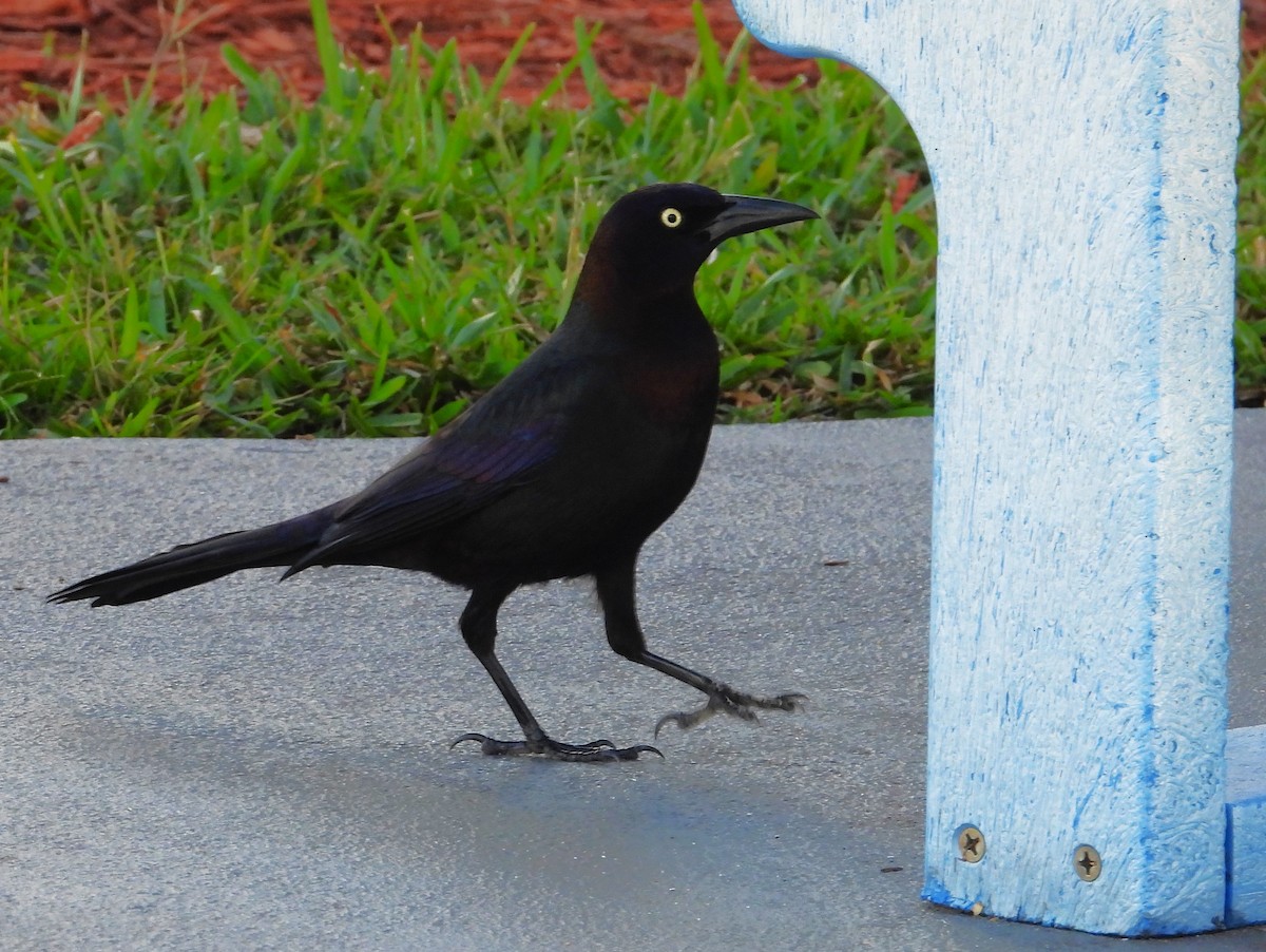 Boat-tailed Grackle - ML613000748