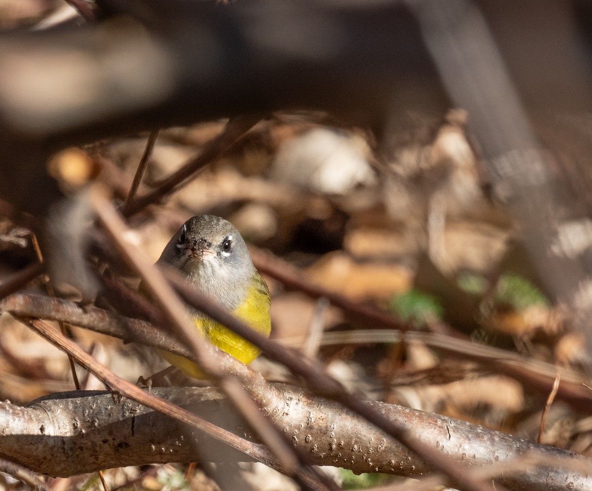 EBird Checklist 2 Jan 2024 Town Fair Tire Raynham 7 Species   1200