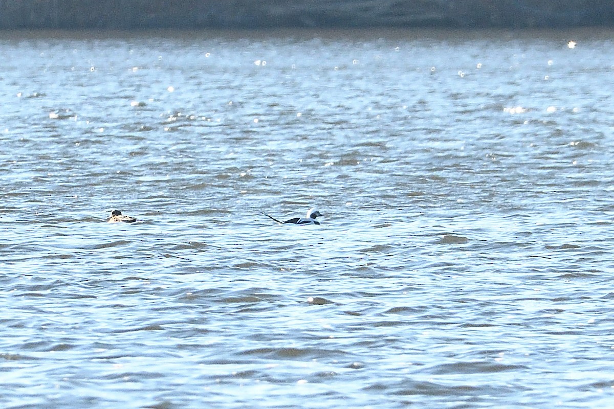 Pennsylvania Bird Atlas Checklist 2 Jan 2024 Marsh Creek SP 5 Species   1200