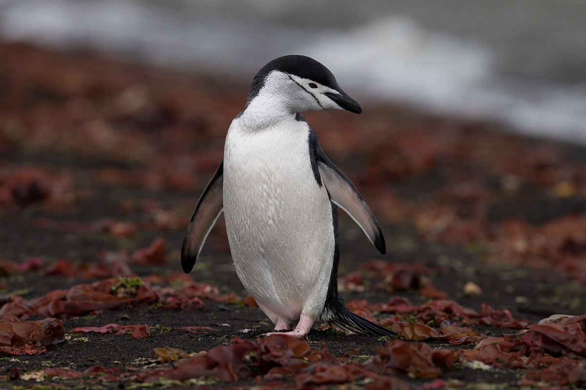 Антарктический пингвин - ML613001110