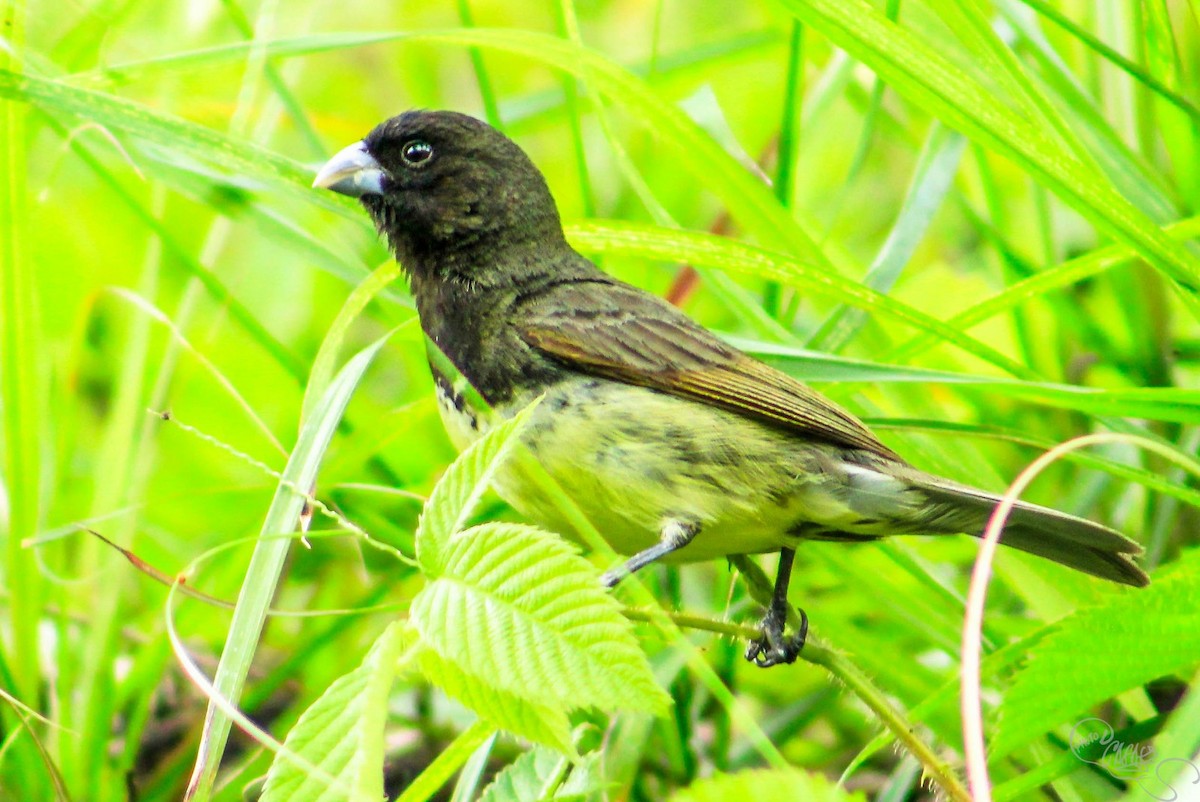 Yellow-bellied Seedeater - ML613001452