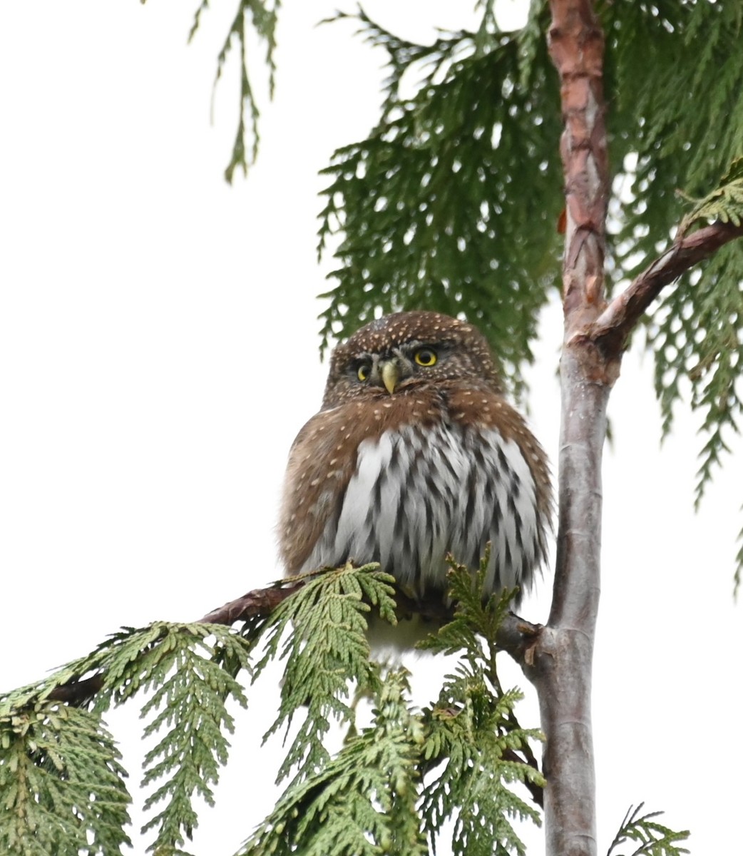 Northern Pygmy-Owl - ML613001516