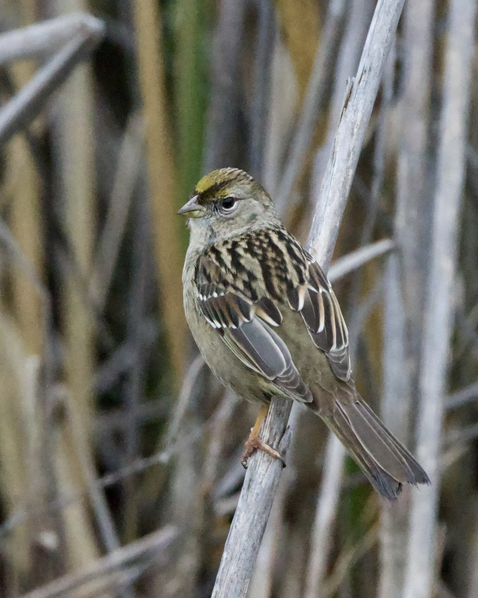 Golden-crowned Sparrow - Julie Doerr