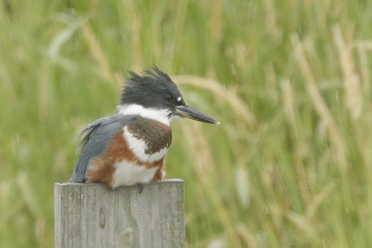 Belted Kingfisher - ML613001736