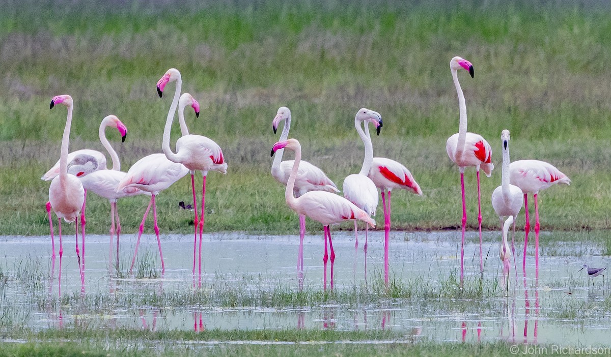 Greater Flamingo - John Richardson