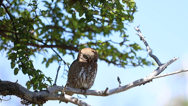 Austral Pygmy-Owl - ML613002048