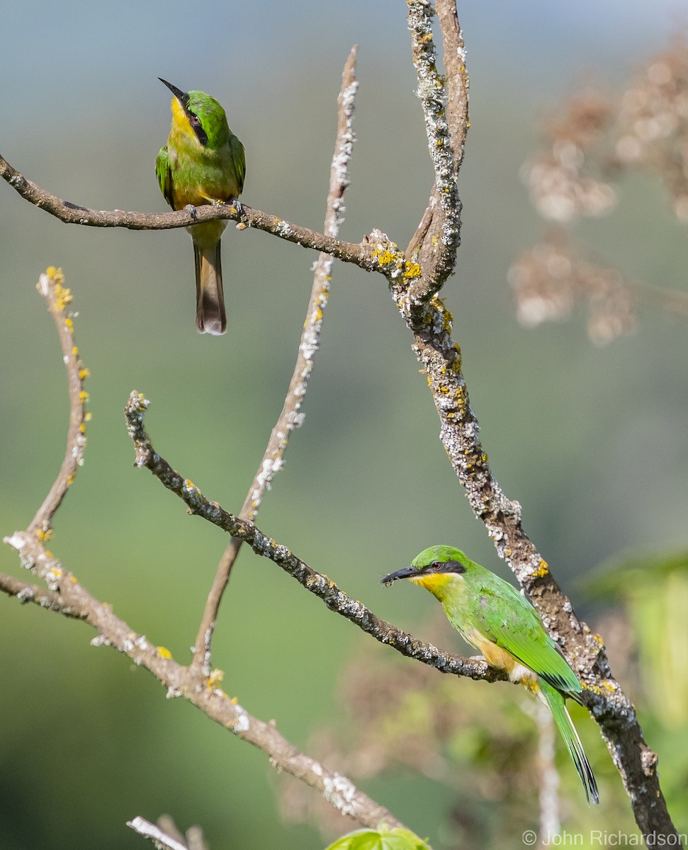 Cinnamon-chested Bee-eater - John Richardson