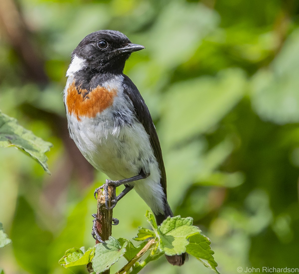 African Stonechat - ML613002666