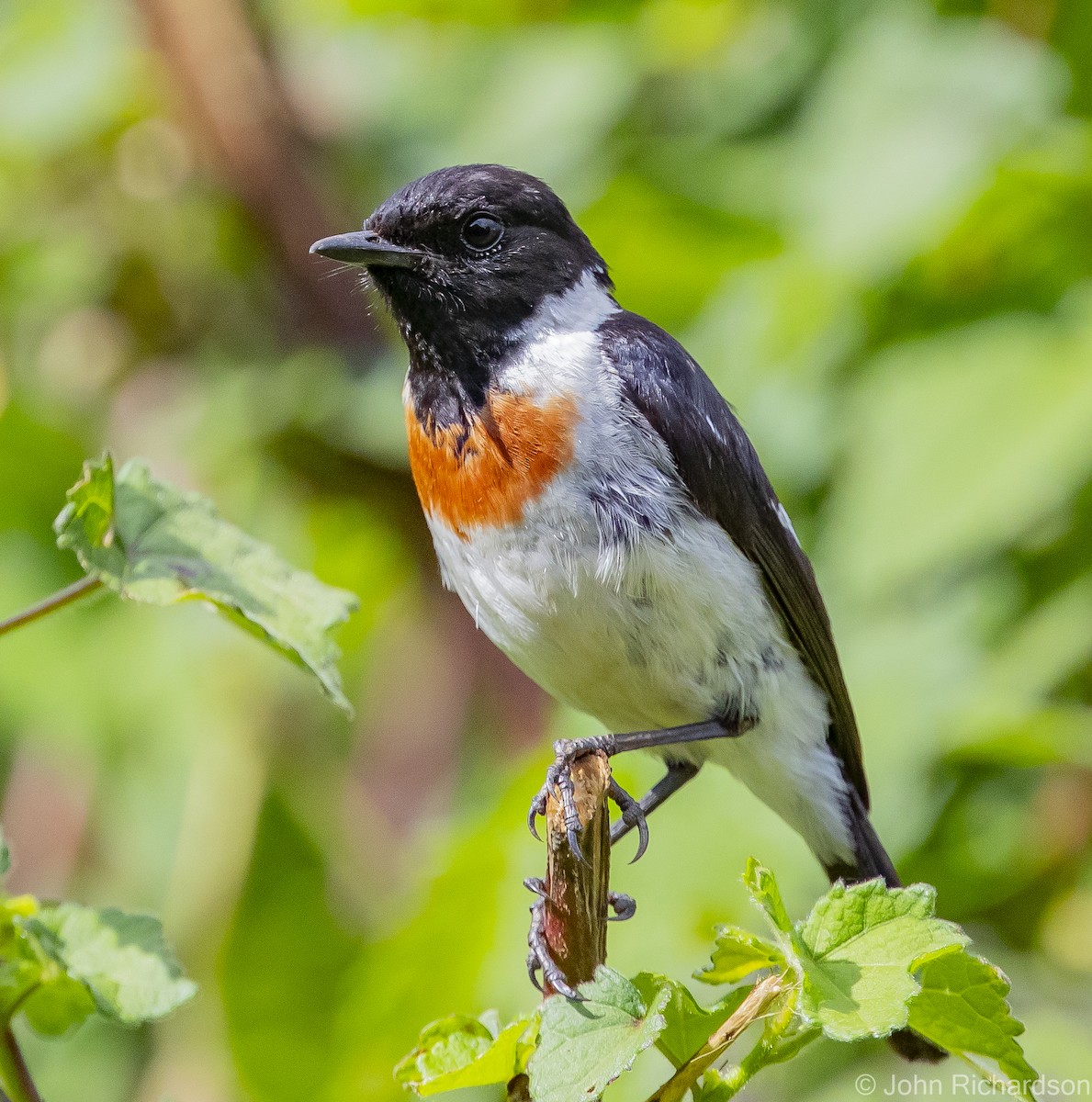 African Stonechat - ML613002667