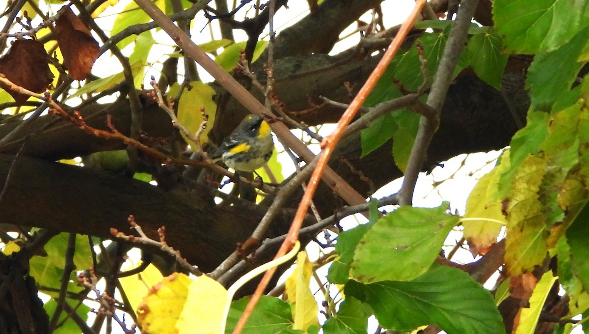 Yellow-rumped Warbler - ML613002771