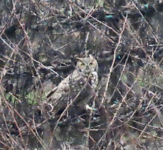 Great Horned Owl - ML613002859